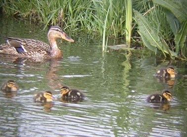 Wildeeenden180503